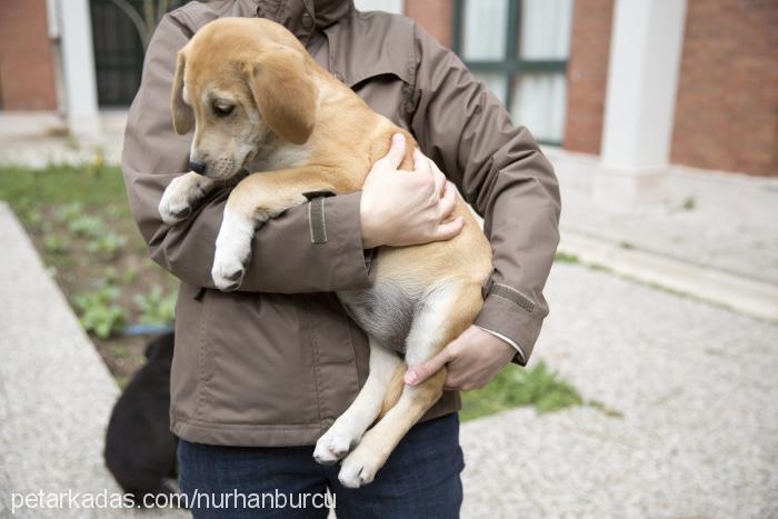 2016mart-6yavru Dişi Labrador Retriever