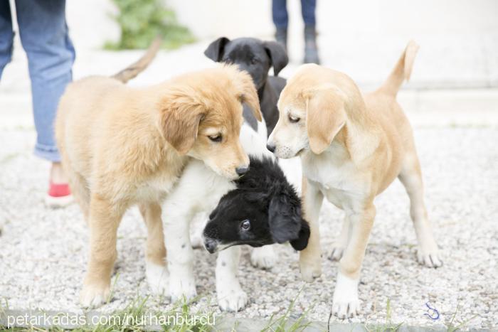 2016mart-6yavru Dişi Labrador Retriever