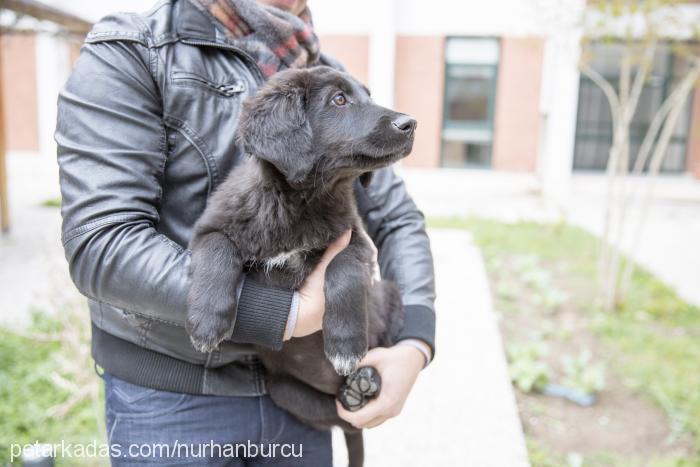 aristo Erkek İlirya Çoban Köpeği