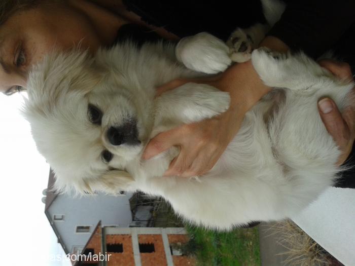 prenses Dişi Pekingese