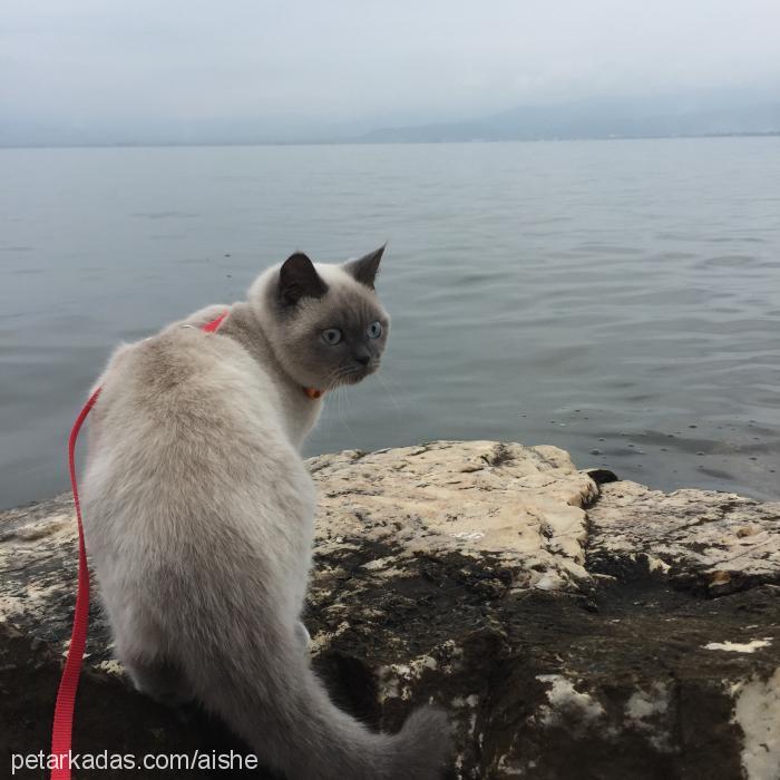 zuzu Dişi Brazilian Shorthair