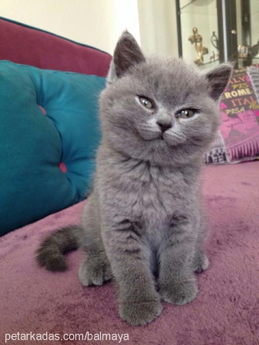 maya Dişi British Shorthair