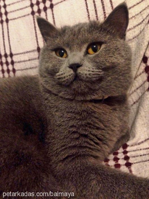 maya Dişi British Shorthair