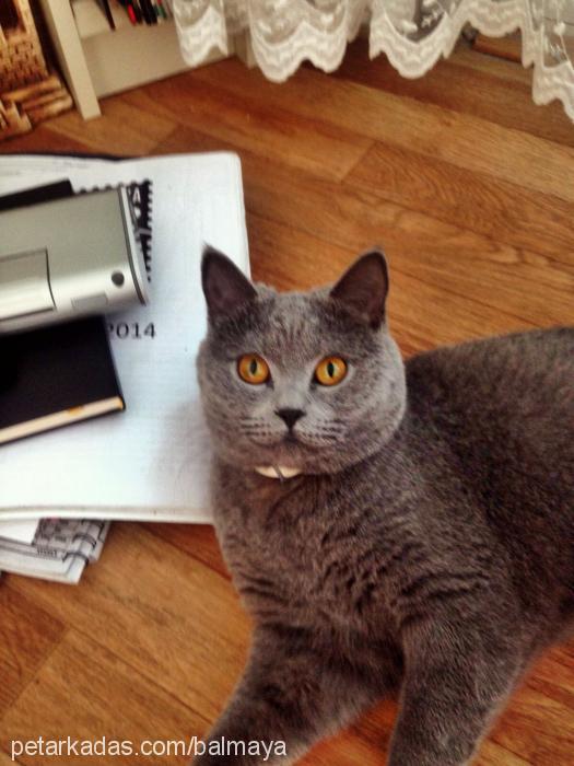 maya Dişi British Shorthair