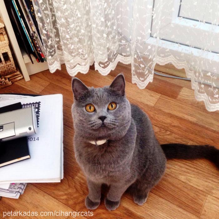 maya Dişi British Shorthair