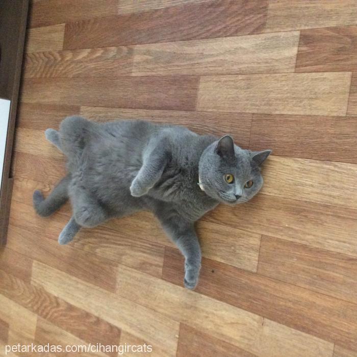 maya Dişi British Shorthair