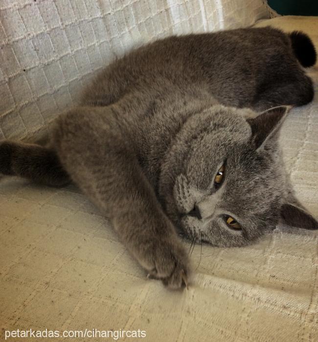 maya Dişi British Shorthair