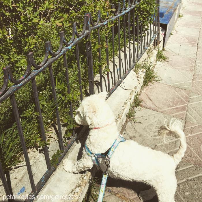 hera Dişi Poodle (Standart Kaniş)