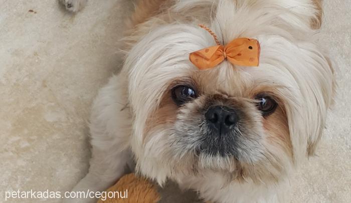 dora Dişi Shih-Tzu