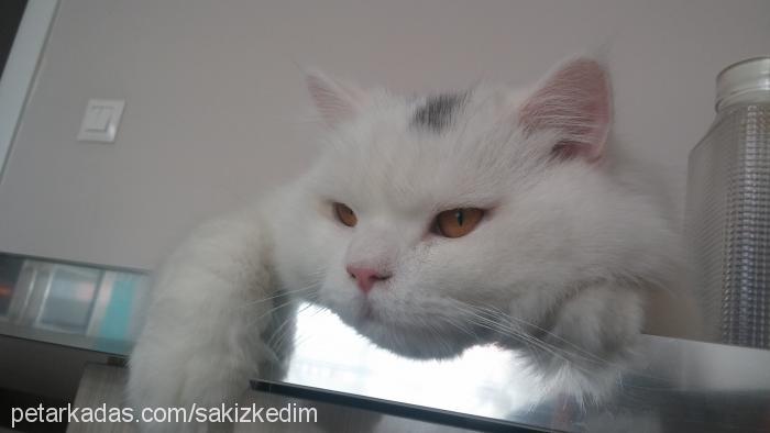 sakız Erkek British Shorthair