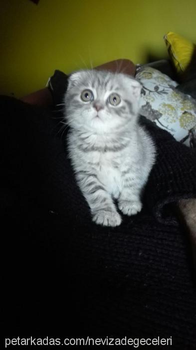 nanya Dişi Scottish Fold