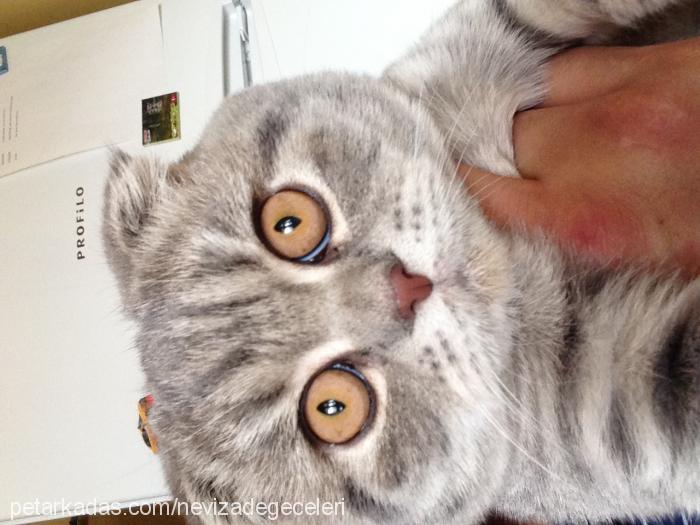 nanya Dişi Scottish Fold