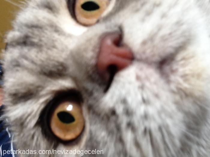 nanya Dişi Scottish Fold