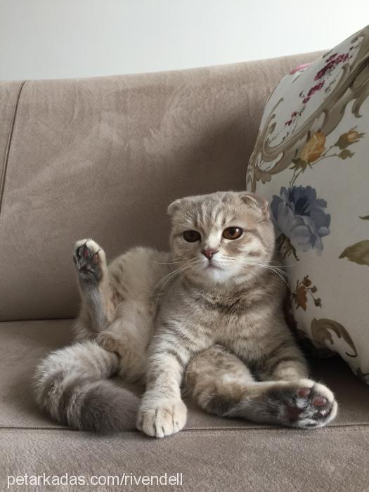 badem Dişi Scottish Fold