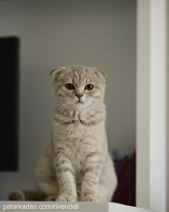 badem Dişi Scottish Fold