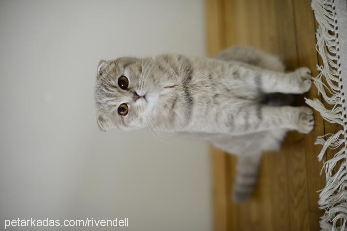 badem Dişi Scottish Fold