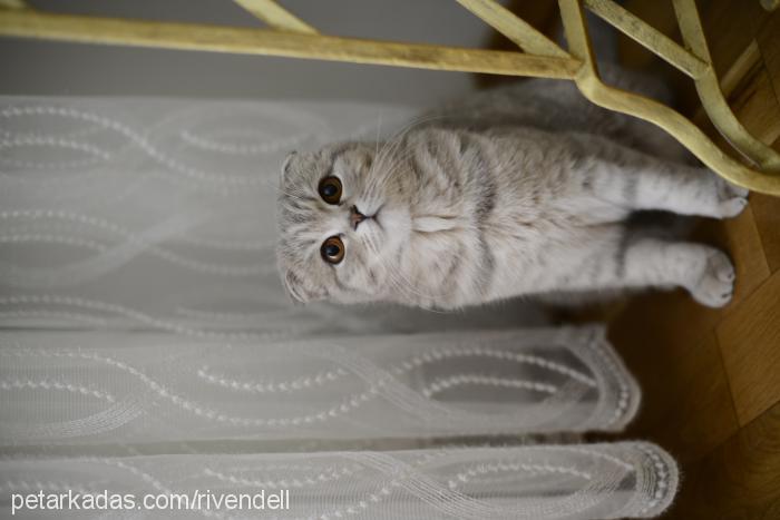 badem Dişi Scottish Fold