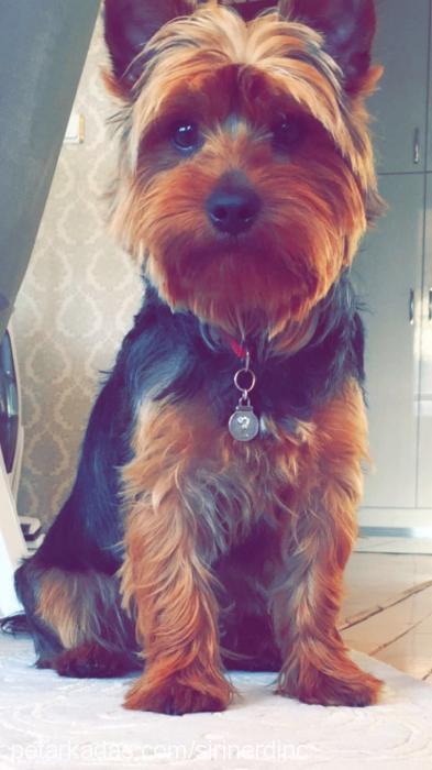 jack Erkek Yorkshire Terrier