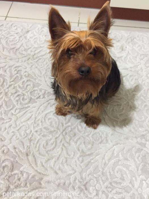 jack Erkek Yorkshire Terrier