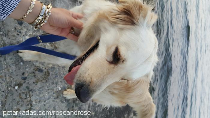 Şila Dişi Golden Retriever