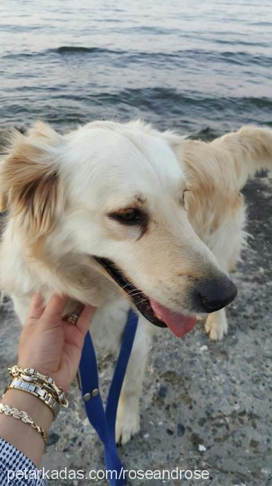 Şila Dişi Golden Retriever