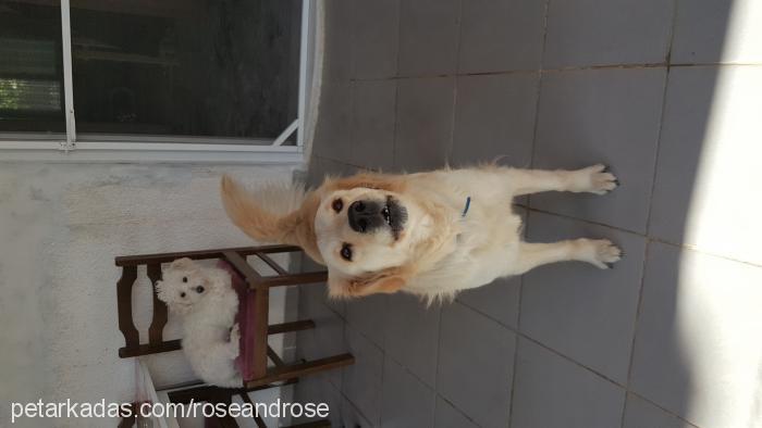 Şila Dişi Golden Retriever