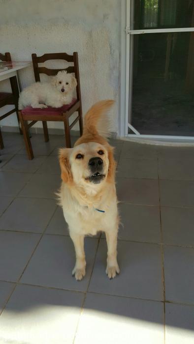 Şila Dişi Golden Retriever