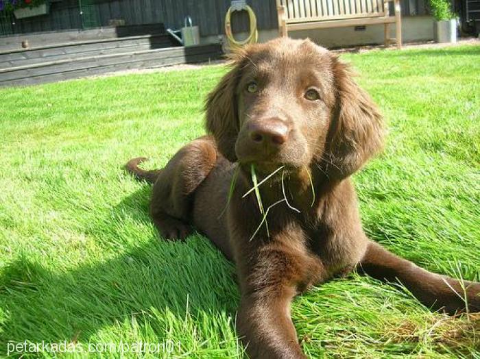 zeytin Dişi Flat Coated Retriever