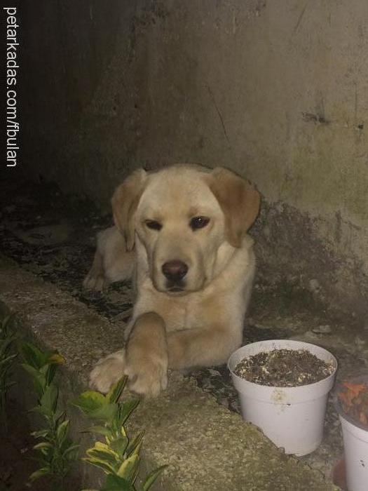 ares Erkek Labrador Retriever