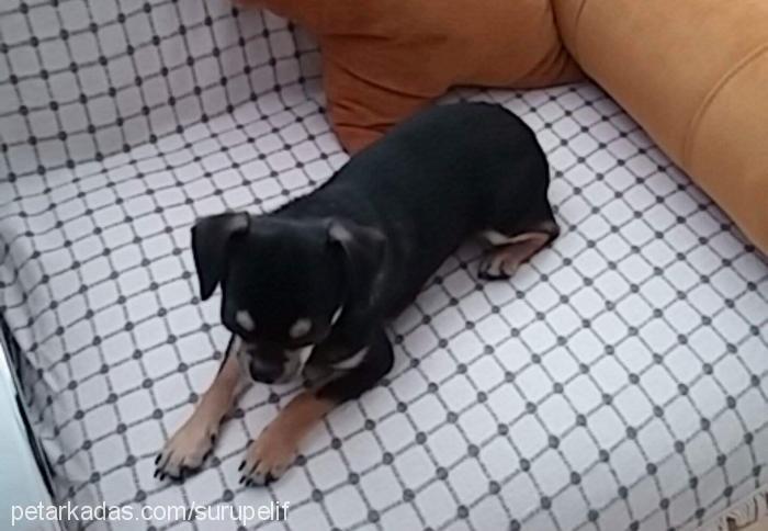 zeytin Erkek Chihuahua