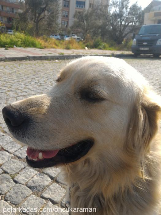 poyraz Erkek Golden Retriever