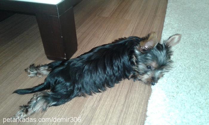 çakıl Dişi Yorkshire Terrier