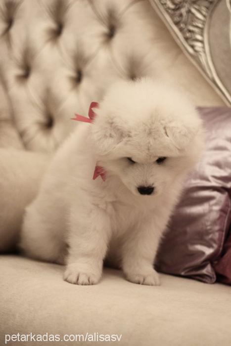 alisasv Dişi Samoyed