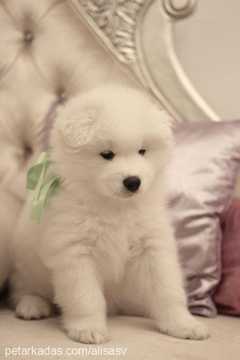 alisasv Dişi Samoyed