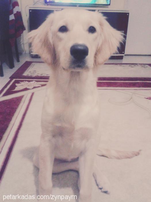 mia Dişi Golden Retriever