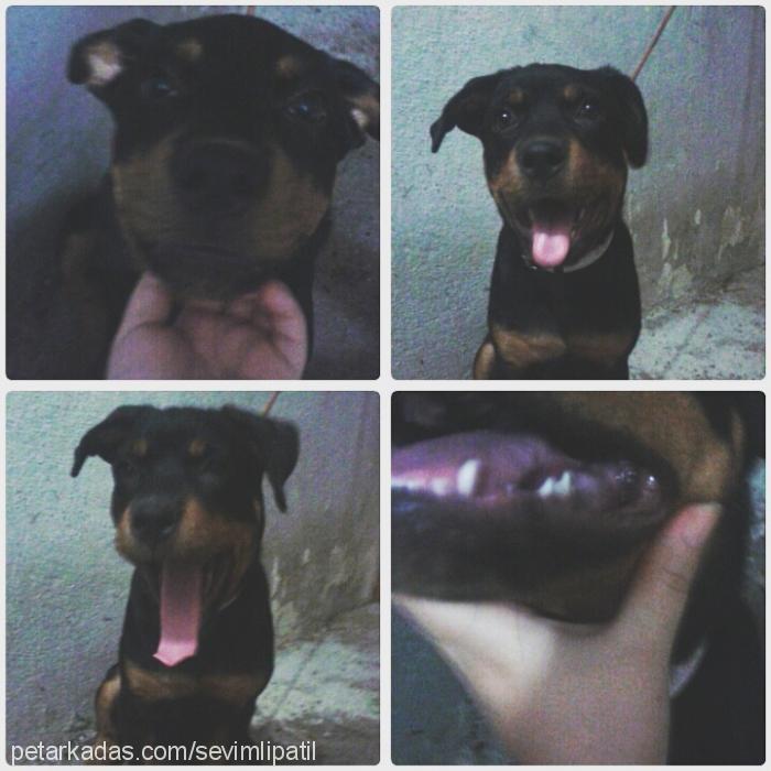 darkness Dişi Rottweiler