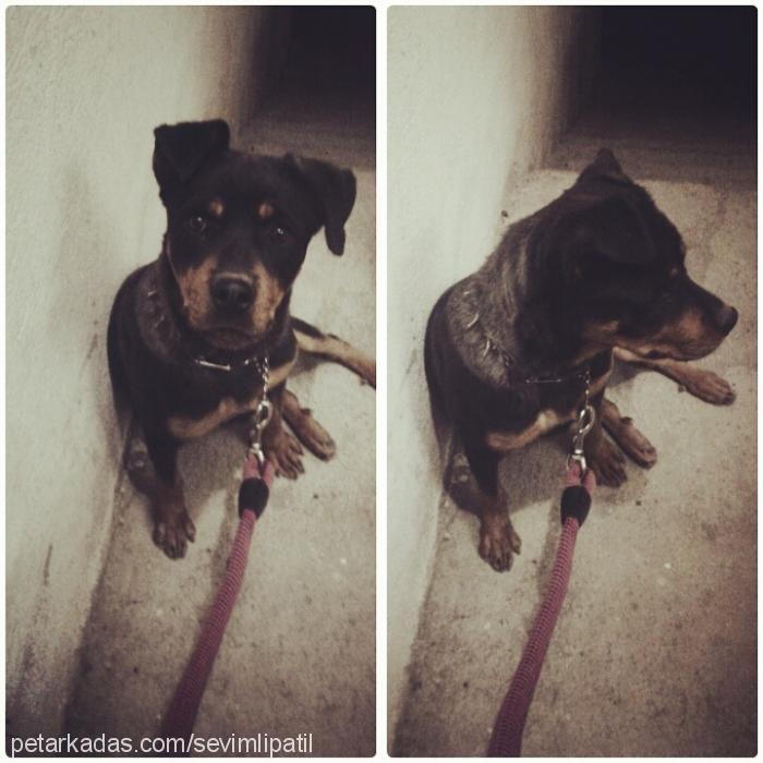 darkness Dişi Rottweiler