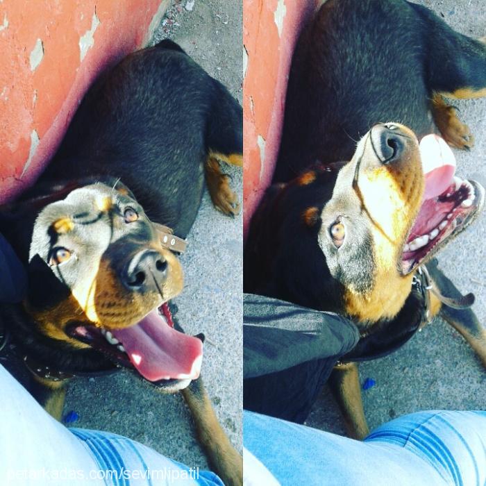 darkness Dişi Rottweiler