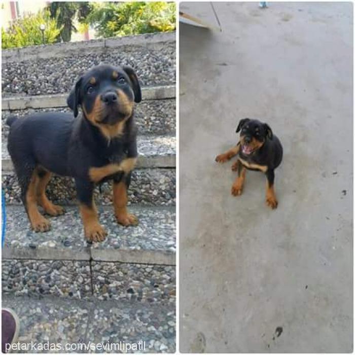 darkness Dişi Rottweiler