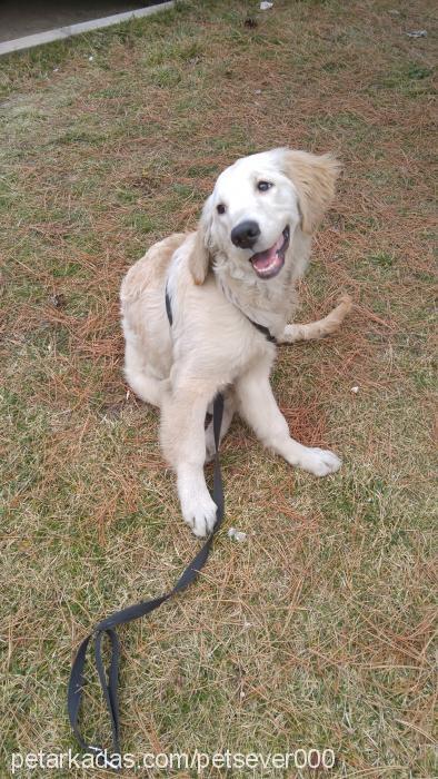 maya Dişi Golden Retriever