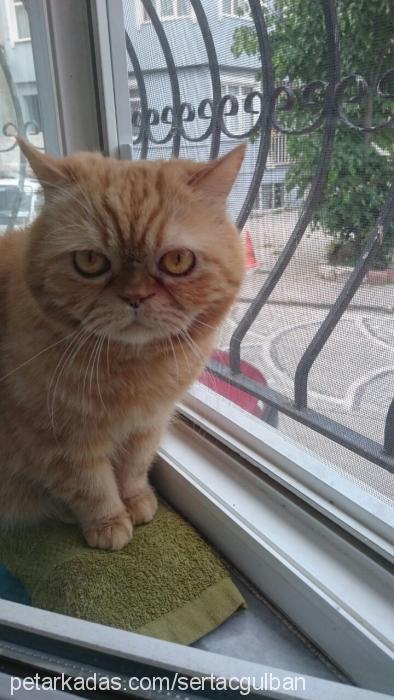 ponç Erkek Exotic Shorthair