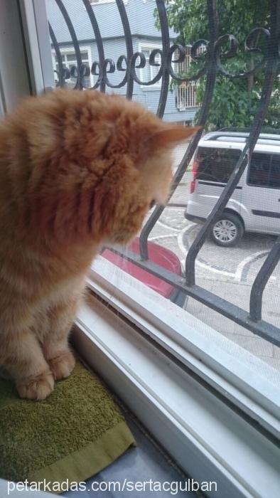 ponç Erkek Exotic Shorthair