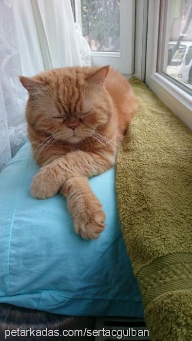 ponç Erkek Exotic Shorthair