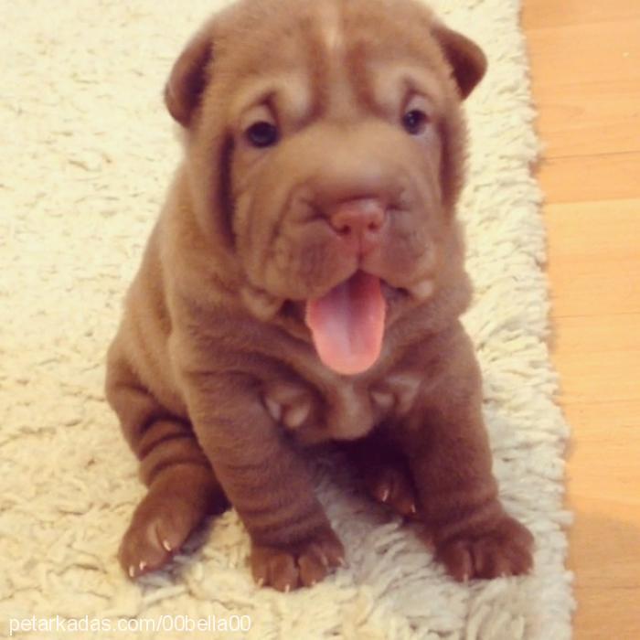 lily Dişi Çin Shar-Pei