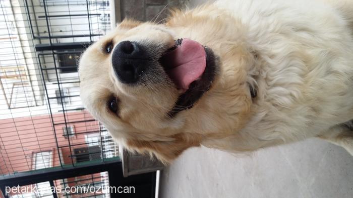 can Erkek Golden Retriever