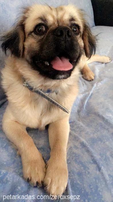 taci Erkek Pekingese