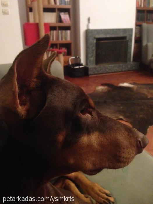 lenin Erkek Doberman Pinscher