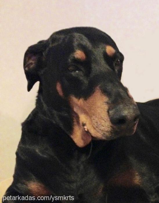 mili Dişi Doberman Pinscher