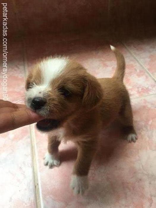 fındık Dişi Norfolk Terrier