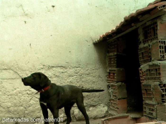 zeytin Dişi Flat Coated Retriever